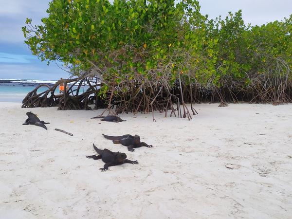 articles/galapagos-isla-santa-cruz/IMG_20210512_122654.jpg