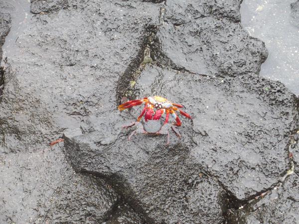 articles/galapagos-isla-santa-cruz/IMG_2073.JPG
