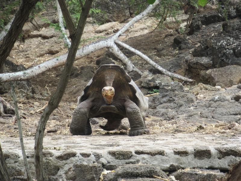 articles/galapagos-isla-santa-cruz/IMG_2146.JPG