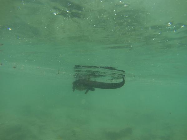 articles/galapagos-isla-santa-cruz/YDXJ0011.jpg