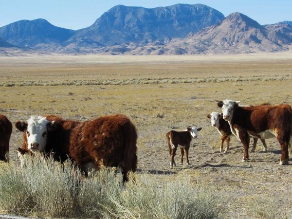 articles/grandcanyon-deathvalley-vegas-area51/Area51/IMG_0353.jpg