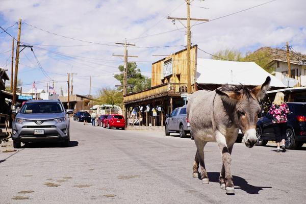 articles/grandcanyon-deathvalley-vegas-area51/Oatman/DSC04907.jpg