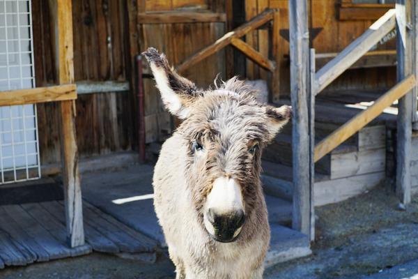 articles/grandcanyon-deathvalley-vegas-area51/Oatman/DSC04916.jpg