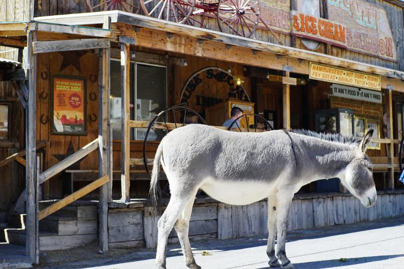 articles/grandcanyon-deathvalley-vegas-area51/Oatman/DSC04920.jpg