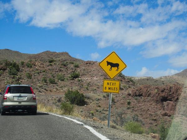 articles/grandcanyon-deathvalley-vegas-area51/Oatman/IMG_0079.jpg