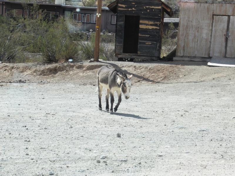 articles/grandcanyon-deathvalley-vegas-area51/Oatman/IMG_0083.jpg