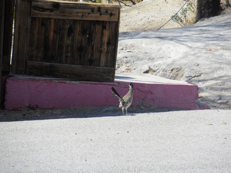 articles/grandcanyon-deathvalley-vegas-area51/Oatman/IMG_0089.jpg