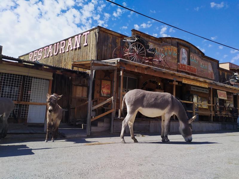 articles/grandcanyon-deathvalley-vegas-area51/Oatman/IMG_20210303_121927.jpg