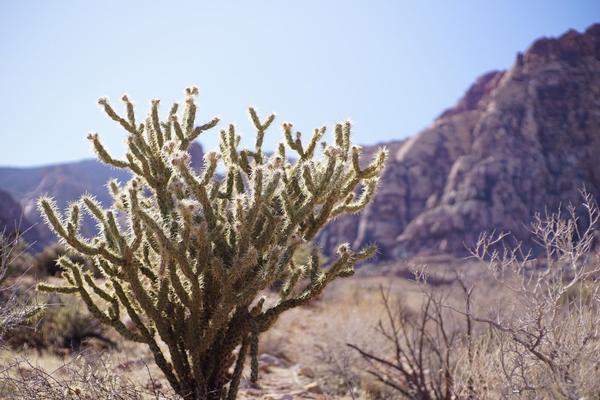 articles/grandcanyon-deathvalley-vegas-area51/RedRockCanyon/DSC04946.jpg