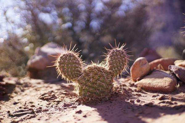 articles/grandcanyon-deathvalley-vegas-area51/RedRockCanyon/DSC04954.jpg