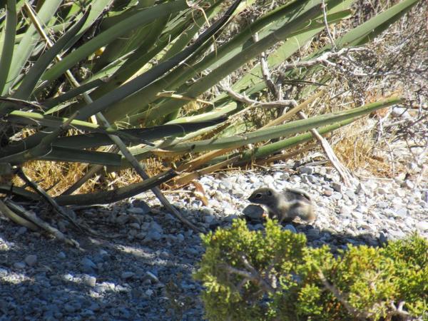 articles/grandcanyon-deathvalley-vegas-area51/RedRockCanyon/IMG_0146.jpg