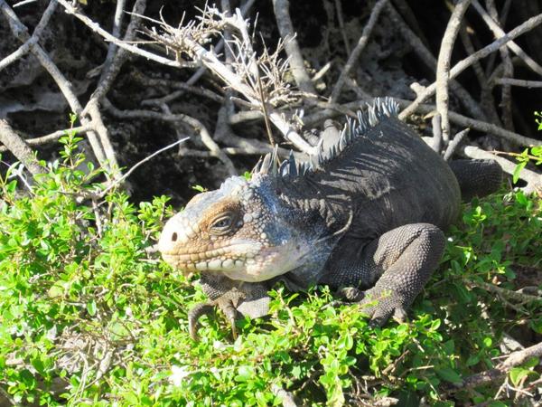 articles/guadeloupe-episode-3/PetiteTerre/IMG_7358.jpg