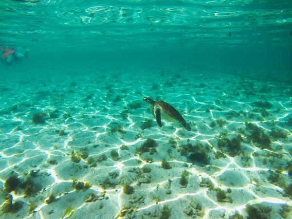 articles/guadeloupe-episode-3/PetiteTerre/YDXJ0048.jpg
