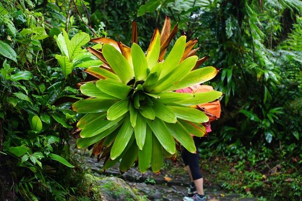 articles/guadeloupe-episode-4-et-fin/Soufriere/DSC02768.jpg