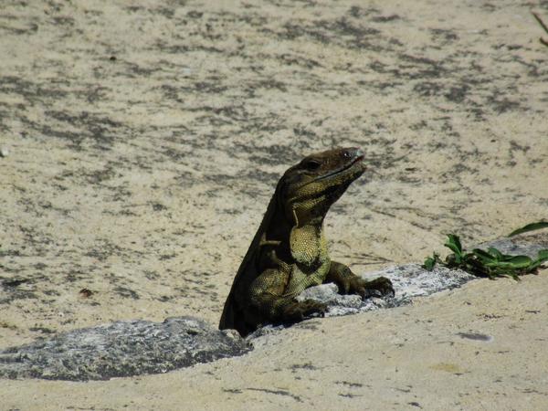 articles/izamal-merida-uxmal/Uxmal/IMG_1698.jpg