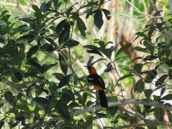 articles/izamal-merida-uxmal/Uxmal/IMG_1720.jpg