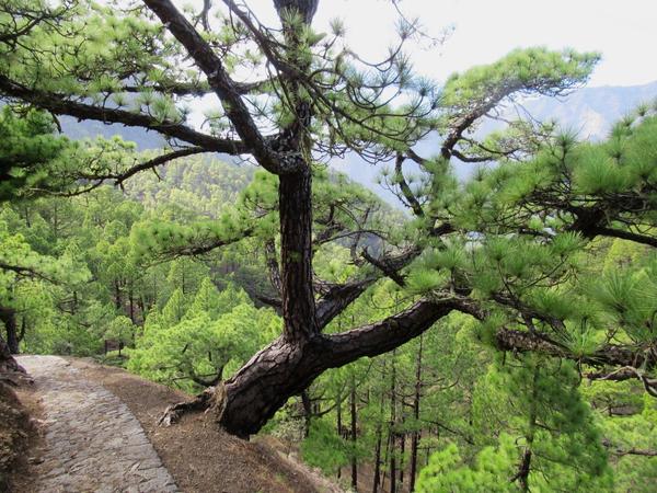 articles/lapalma-premiere-semaine-dans-canaries/Taburiente/IMG_6690.jpg