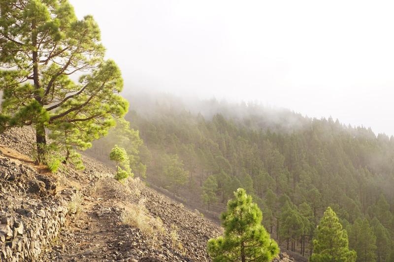 articles/lapalma-seconde-semaine-sous-soleil-canaries/ElPilar/DSC01653.jpg