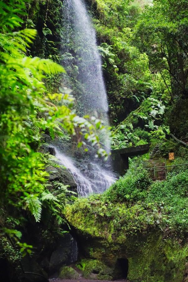 articles/lapalma-seconde-semaine-sous-soleil-canaries/ForetLosTilos/DSC01818.jpg