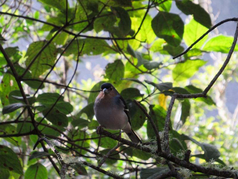 articles/lapalma-seconde-semaine-sous-soleil-canaries/ForetLosTilos/IMG_7020.jpg