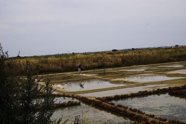 articles/plus-au-sud-cote-ouest-france/Guerande/DSC09840.jpg