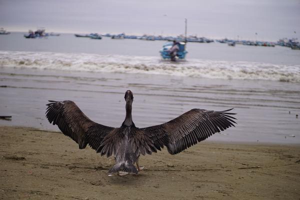 articles/puerto-lopez-montanita-equateur-baleines/DSC07817.JPG