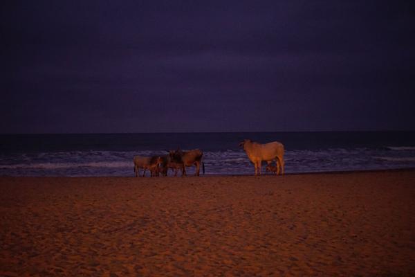 articles/puerto-lopez-montanita-equateur-baleines/DSC07884.JPG