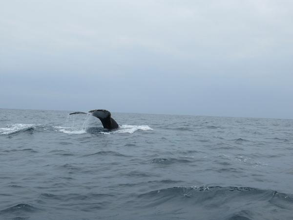 articles/puerto-lopez-montanita-equateur-baleines/IMG_3038.JPG