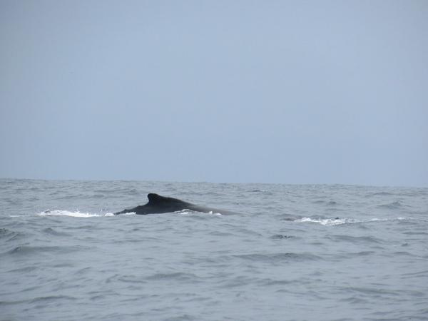 articles/puerto-lopez-montanita-equateur-baleines/IMG_3045.JPG