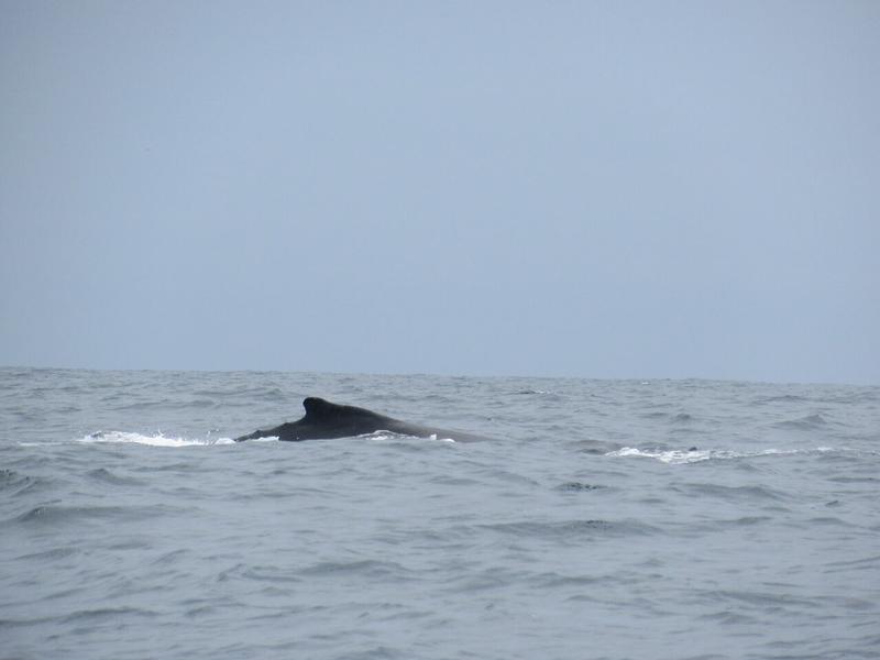 articles/puerto-lopez-montanita-equateur-baleines/IMG_3045.JPG