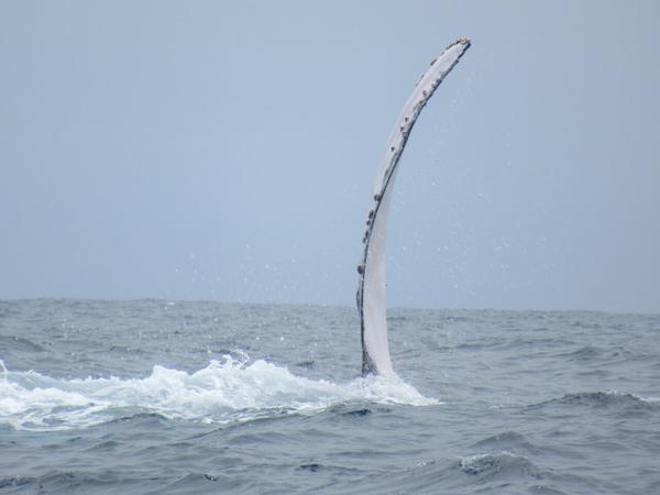 articles/puerto-lopez-montanita-equateur-baleines/IMG_3048.JPG