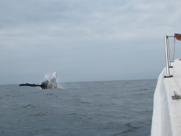 articles/puerto-lopez-montanita-equateur-baleines/IMG_3069.JPG