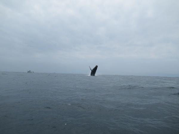 articles/puerto-lopez-montanita-equateur-baleines/IMG_3082.JPG