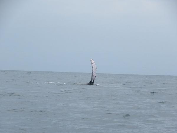articles/puerto-lopez-montanita-equateur-baleines/IMG_3100.JPG