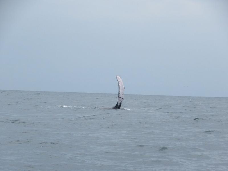 articles/puerto-lopez-montanita-equateur-baleines/IMG_3100.JPG