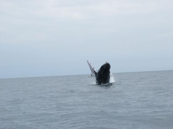 articles/puerto-lopez-montanita-equateur-baleines/IMG_3116.JPG