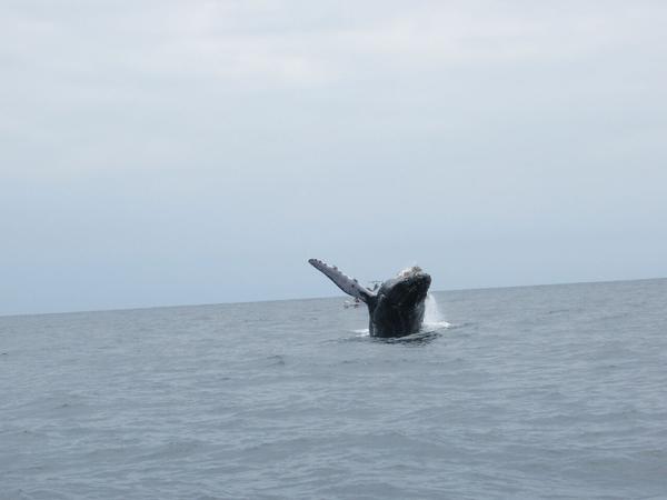articles/puerto-lopez-montanita-equateur-baleines/IMG_3117.JPG
