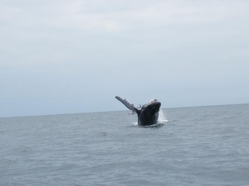 articles/puerto-lopez-montanita-equateur-baleines/IMG_3117.JPG