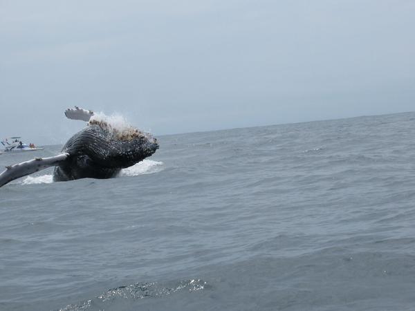 articles/puerto-lopez-montanita-equateur-baleines/IMG_3126.JPG