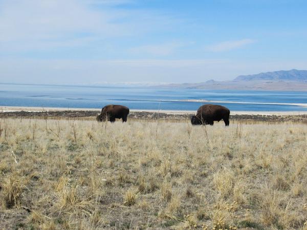 articles/saltlakecity-idaho-seattle-kurtcobain-nirvana/AntelopeIslandSP/IMG_0782.jpg