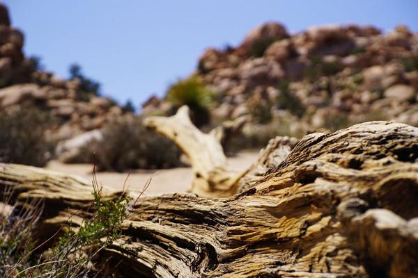 articles/san-diego-palmsprings-soleil-cactus/JoshuaTreeNP/DSC05954.jpg