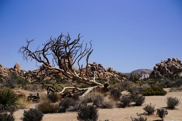 articles/san-diego-palmsprings-soleil-cactus/JoshuaTreeNP/DSC05955.jpg