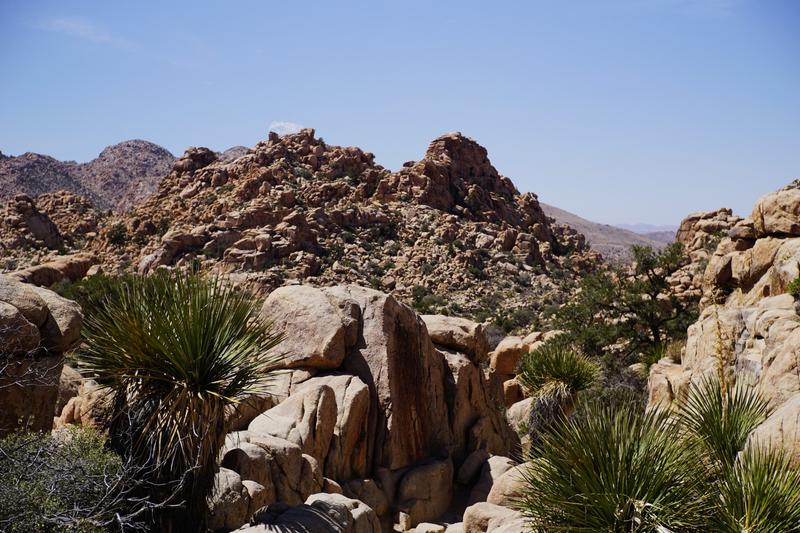 articles/san-diego-palmsprings-soleil-cactus/JoshuaTreeNP/DSC05957.jpg