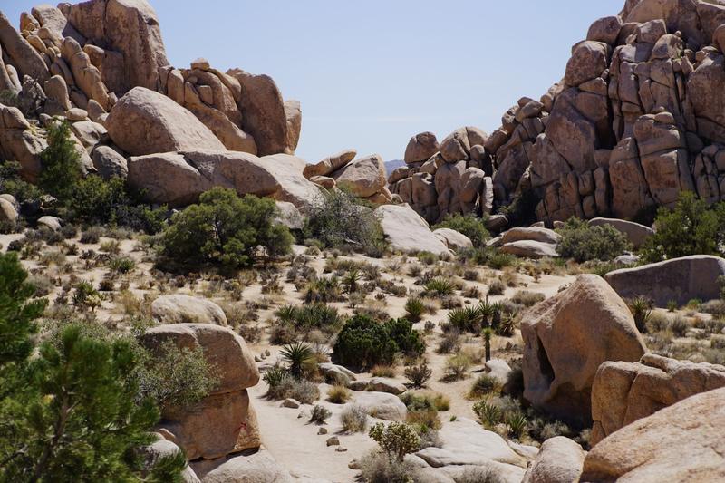 articles/san-diego-palmsprings-soleil-cactus/JoshuaTreeNP/DSC05958.jpg