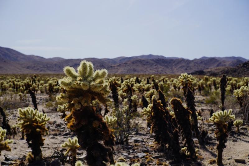 articles/san-diego-palmsprings-soleil-cactus/JoshuaTreeNP/DSC05959.jpg