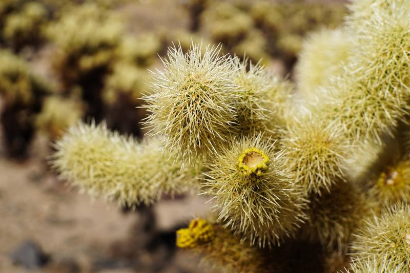 articles/san-diego-palmsprings-soleil-cactus/JoshuaTreeNP/DSC05963.jpg