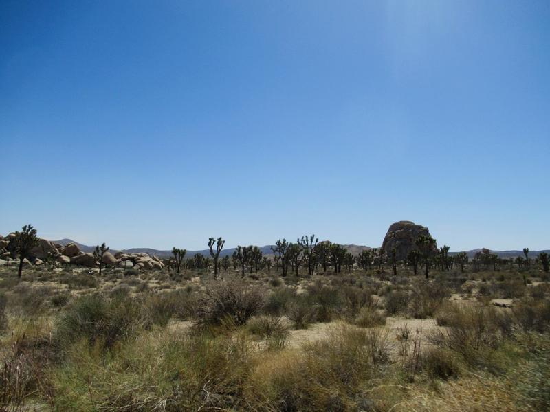 articles/san-diego-palmsprings-soleil-cactus/JoshuaTreeNP/IMG_1358.jpg
