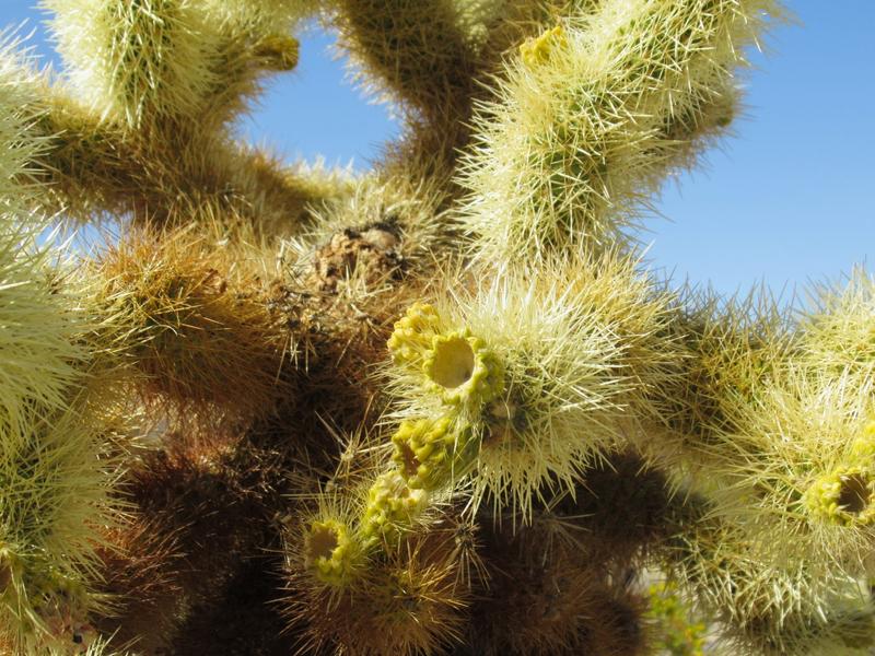articles/san-diego-palmsprings-soleil-cactus/JoshuaTreeNP/IMG_1363.jpg