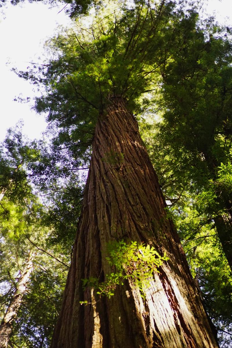 articles/san-francisco-california-here-we-come/RedwoodNP/DSC05703.jpg