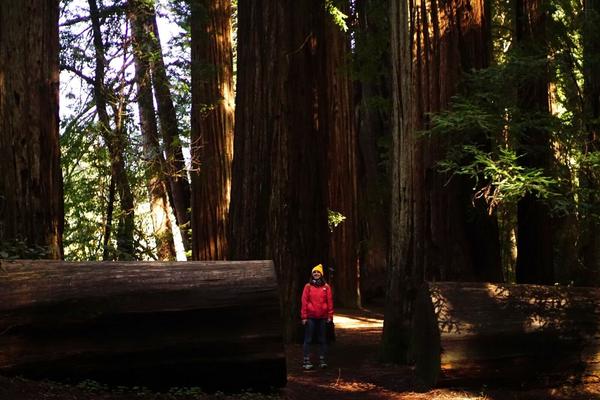 articles/san-francisco-california-here-we-come/RedwoodNP/DSC05709.jpg